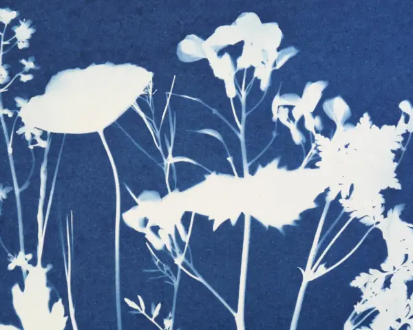 Cianotipia que es: un hermoso negativo de flores y hierbas silvestres en tonos azules y blancos, con un aire etéreo.