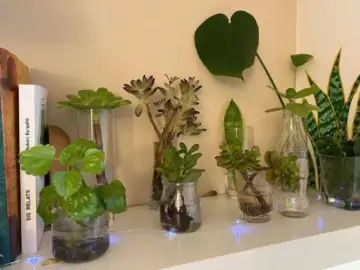 Varias plantas en agua, algunas suculentas y otras de hoja verde, crecen en jarrones y botellas recicladas.