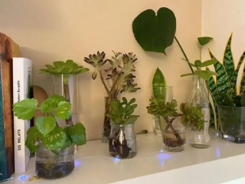 Varias plantas en agua, algunas suculentas y otras de hoja verde, crecen en jarrones y botellas recicladas.